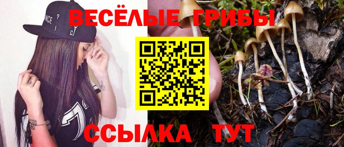 Псилоцибиновые грибы Psilocybine cubensis Долгопрудный